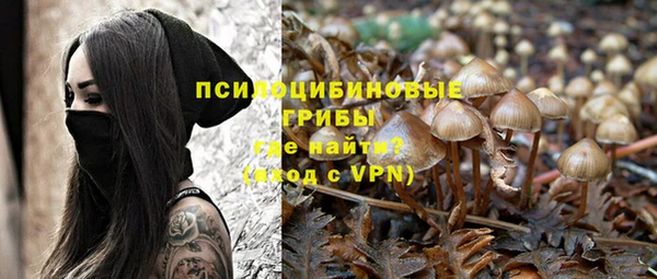прущие грибы Новодвинск