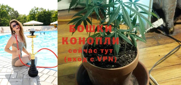 прущие грибы Новодвинск